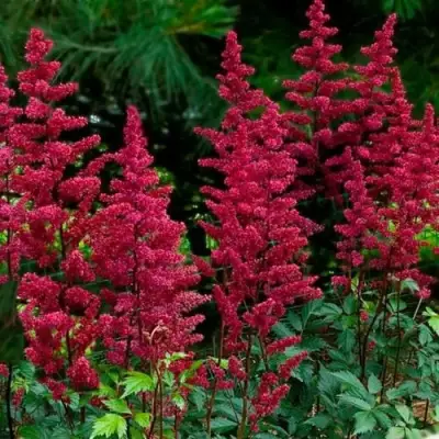 Астильба БУРГУНДИ РЕД Арендса в Фаниполе