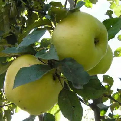 Яблоня АНТОНОВКА ОБЫКНОВЕННАЯ в Фаниполе
