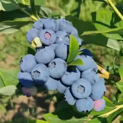 Голубика МЕГАС БЛЮ в Фаниполе