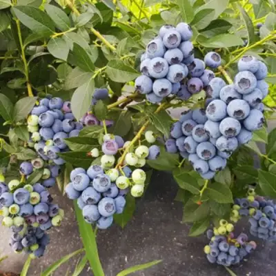 Голубика ОСОРНО в Фаниполе