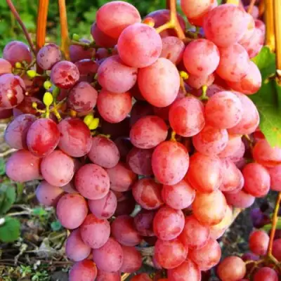 Виноград КИШМИШ КРАСНЫЙ в Фаниполе