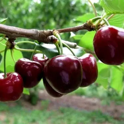 Вишня МОРОЗОВКА в Фаниполе