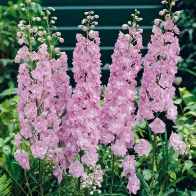 Дельфиниум ПЕТТИКОУТ гибридный в Фаниполе