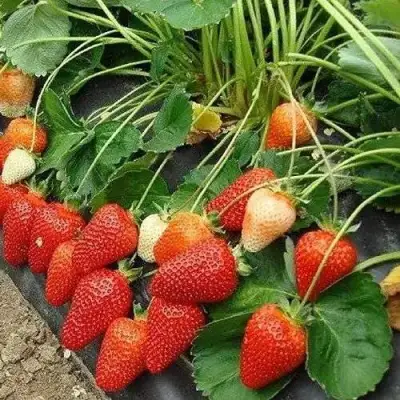 Клубника РОКСАНА в Фаниполе