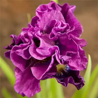 Ирис БАНДЛ ОВ ДЖОЙ сибирский в Фаниполе