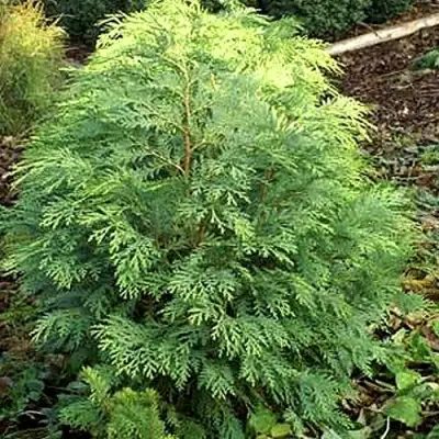 Кипарисовик САНКИСТ лавсона в Фаниполе