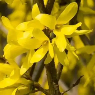 Форзиция ТАРАНДТ промежуточная в Фаниполе