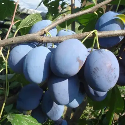 Слива ЧАЧАКСКАЯ РАННЯЯ в Фаниполе