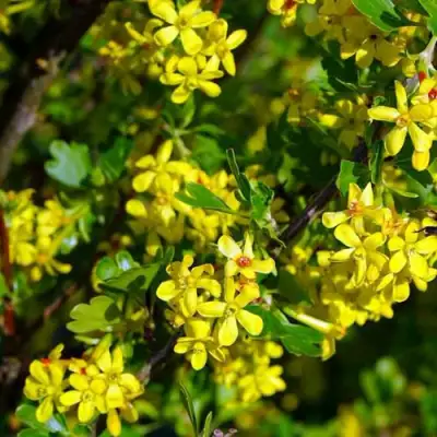 Смородина золотистая ВИШНЕВАЯ в Фаниполе