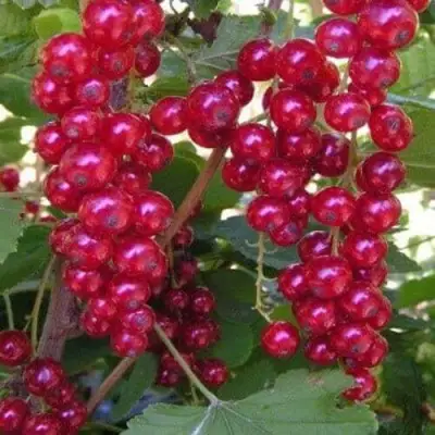 Смородина красная ПУРПУРНАЯ в Фаниполе