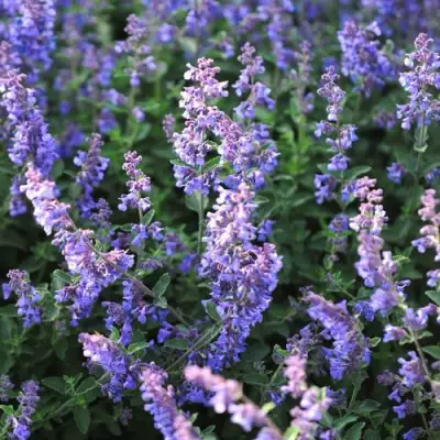 Котовник СИКС ХИЛЛС ГИАНТ в Фаниполе