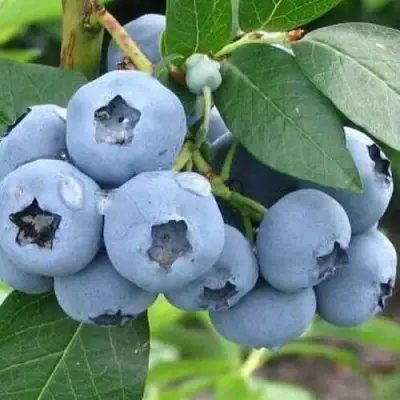 Голубика БЛЮЭТТА в Фаниполе