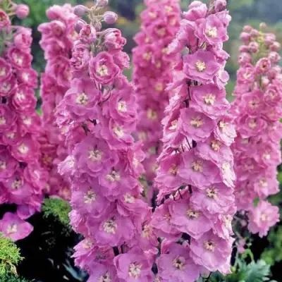 Дельфиниум ДЕЛЬФИС ПИНК ПАУЭ высокий в Фаниполе