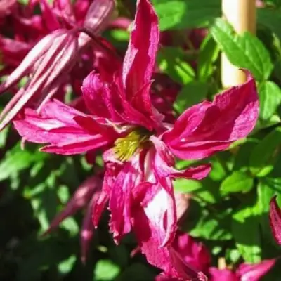 Клематис РОЗАЛИН в Фаниполе