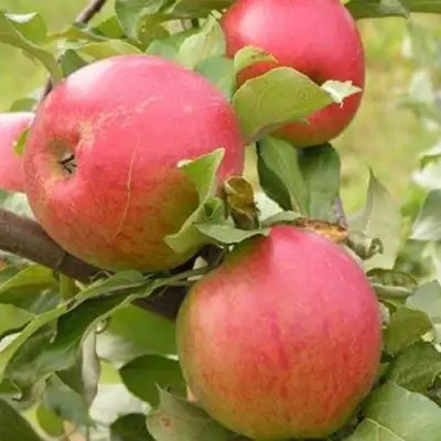 Яблоня АУКСИС в Фаниполе