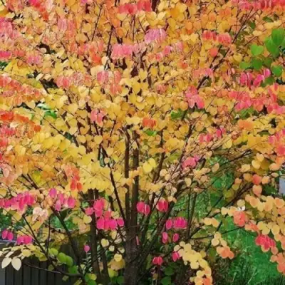 БАГРЯННИК японский в Фаниполе