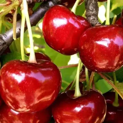 Черешня МИНЧАНКА в Фаниполе