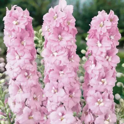 Дельфиниум ПЕТТИКОУТ гибридный в Фаниполе