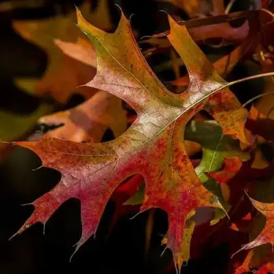 Дуб болотный в Фаниполе