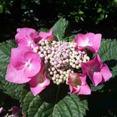 Гортензия БЛАУМАЙС (БЛАУМАЙЗЕ) крупнолистная в Фаниполе