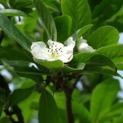 МУШМУЛА  в Фаниполе