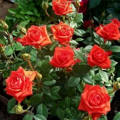 Роза ОРАНЖ ДЖЕВЕЛ миниатюрная в Фаниполе