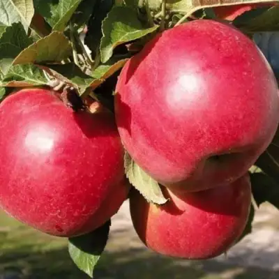 Яблоня РУБИН в Фаниполе