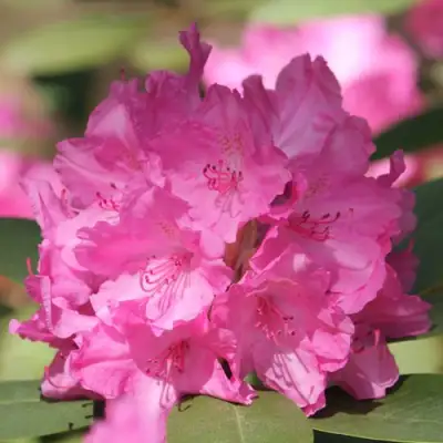 Рододендрон ЛУМИНА в Фаниполе