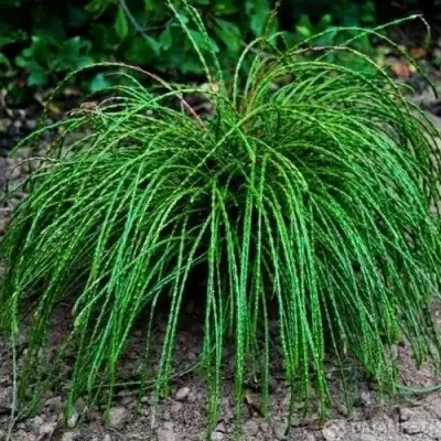 Туя ВИПКОРД складчатая в Фаниполе