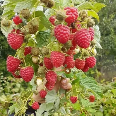 Малина ТАДМОР в Фаниполе