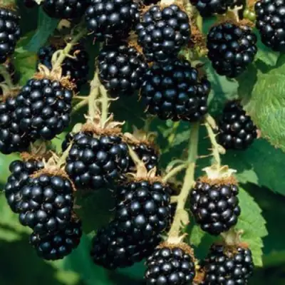 Ежевика БЛЭК САТИН бесшипная  в Фаниполе