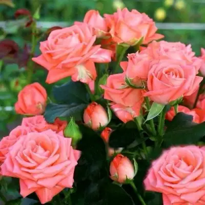 саженцы розы Барбадос