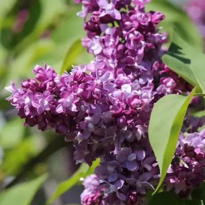 Сирень ИЗОБИЛИЕ в Фаниполе