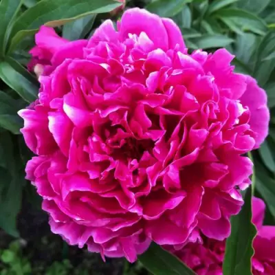 Пион КАРЛ РОЗЕНФЕЛЬД травянистый в Фаниполе