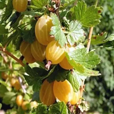 Крыжовник КУРШУ ДЗИНТАРС  в Фаниполе