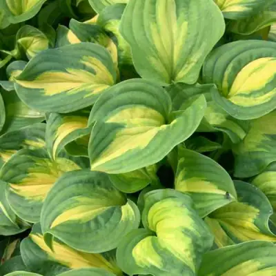 Хоста ЭМЕРАЛЬД ЧАРДЖЕР гибридная в Фаниполе