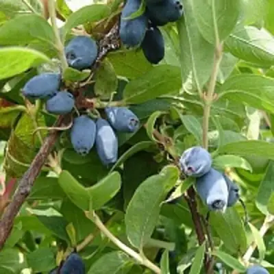 Жимолость съедобная НАРЫМСКАЯ в Фаниполе