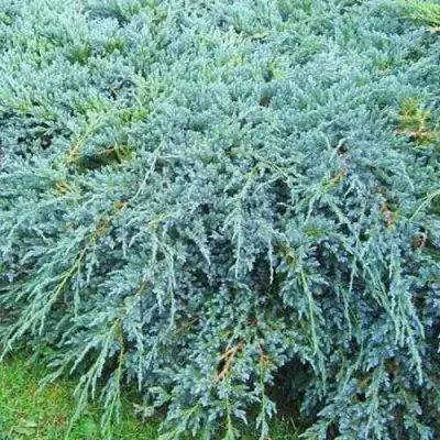 Можжевельник БЛЮ КАРПЕТ чешуйчатый в Фаниполе