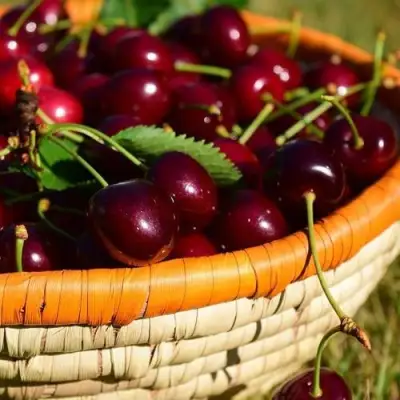 Вишня НЕСВИЖСКАЯ в Фаниполе