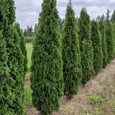 Туя ДЕГРУТ СПАЙР западная в Фаниполе