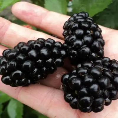 Ежевика ПОЛАР бесшипная  в Фаниполе