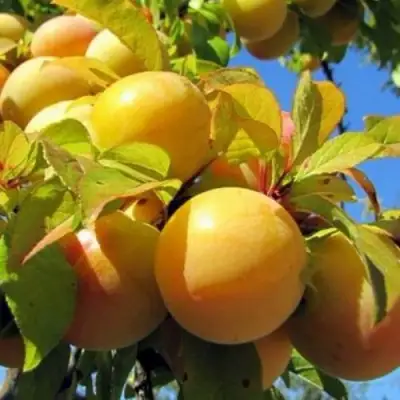 Слива МЕДОВАЯ ЖЁЛТАЯ в Фаниполе