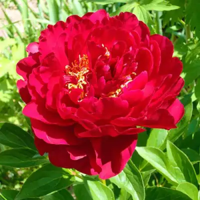 Пион ХРАБРЫЙ ВОИН травянистый в Фаниполе