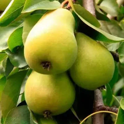 Груша НЕЖНОСТЬ колонновидная	 в Фаниполе