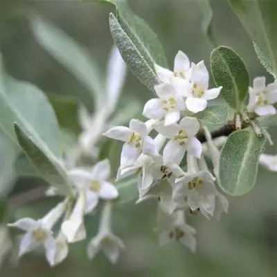 ЛОХ СЕРЕБРИСТЫЙ в Фаниполе