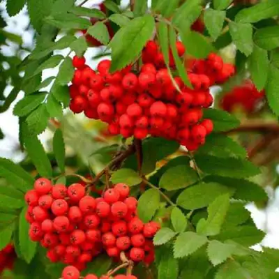 Рябина ОБЫКНОВЕННАЯ в Фаниполе