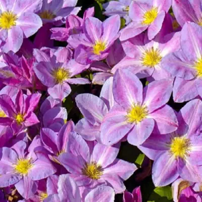 Клематис ЧЕЙНДЖ ОФ ХАРТ в Фаниполе