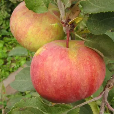 Яблоня ПЕРВОУРАЛЬСКОЕ в Фаниполе