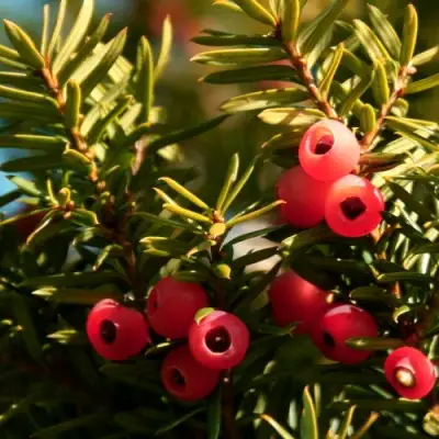 Тис ЭЛЕГАНТИССИМА ягодный в Фаниполе