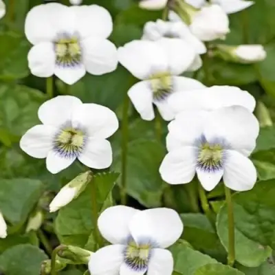 Фиалка АЛЬБИФЛОРА сестринская в Фаниполе